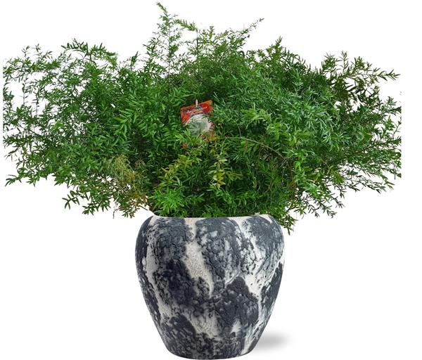 Asparagus Densiflorus Cwebe - Ø27cm - ↕65cm + Doug Pot D29x26cm - Zwart Wit  BotanicBridge