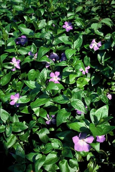 Vinca major - ↕10-25cm - Ø9cm - 20x  BotanicBridge