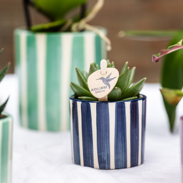 Kolibri Home | Painted stripe  - Blue - Ø6cm  BotanicBridge