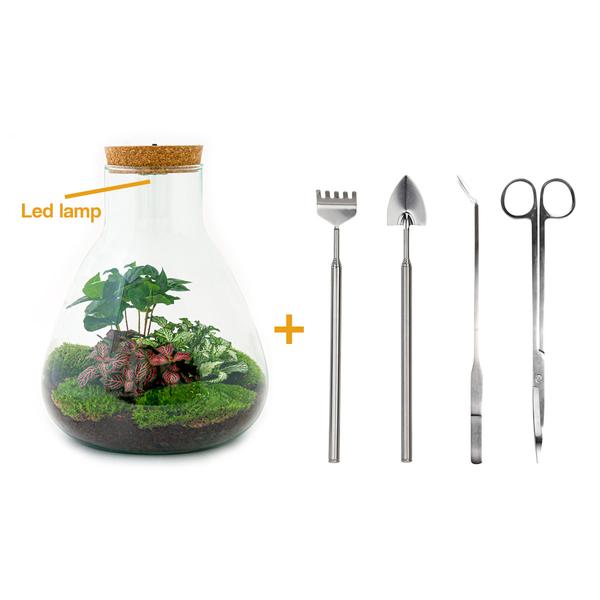 DIY terrarium - Sam Coffea met lamp - ↕ 30 cm - Rake + Shovel + Tweezer + Scissors  BotanicBridge