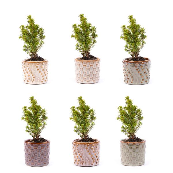 Mini-kerstboom set 6 - Inclusief pot set Madrid - Draadverlichting met 20 led-lampjes  BotanicBridge