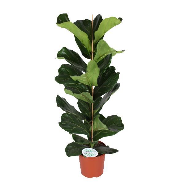 Ficus Lyrata - Ø21cm - ↕90cm  BotanicBridge