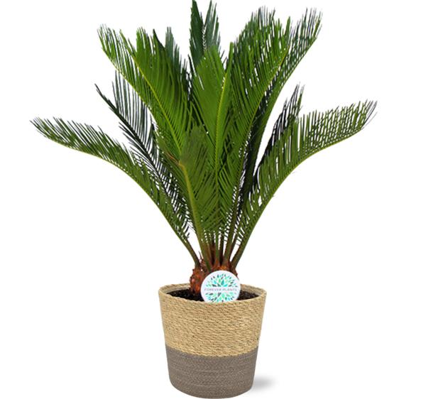 Cycas Revoluta - Ø17cm - ↕70cm + Ruby Pot D19x18cm - Grijs  BotanicBridge