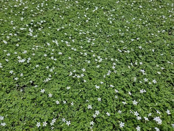 Isotoma fluviatilis 'Alba'- ↕10-25cm - Ø9cm - 6x  BotanicBridge