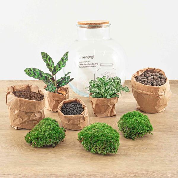 DIY terrarium - Teddy - ↕ 26,5 cm - Rake + Shovel  BotanicBridge