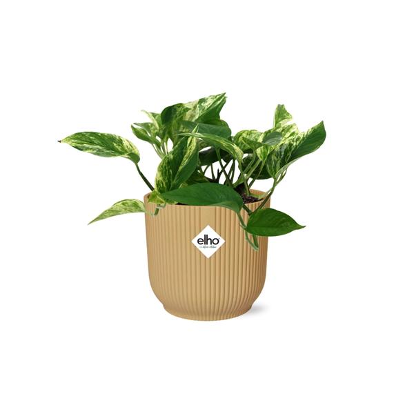 Scindapsus (Epipremnum) Marble Queen in ELHO Vibes Fold 14cm geel  BotanicBridge