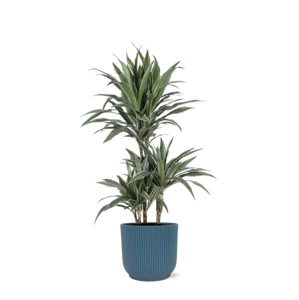 Dracaena Warneckii Ø21cm - ↕65cm in Vibes BLUE pot  BotanicBridge