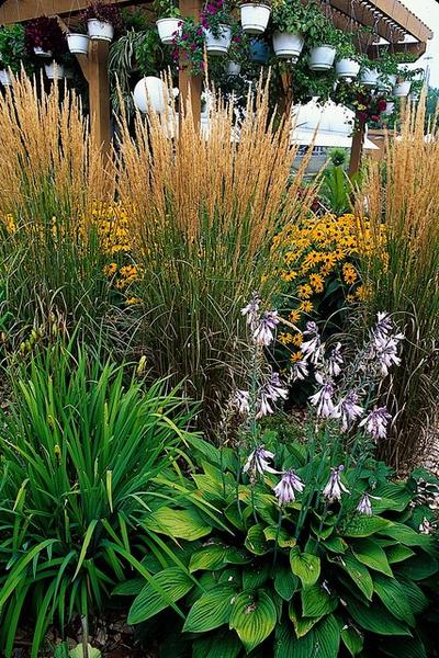 Calamagrostis acut. 'Karl Foerster'  - ↕10-25cm - Ø9cm - 40x  BotanicBridge