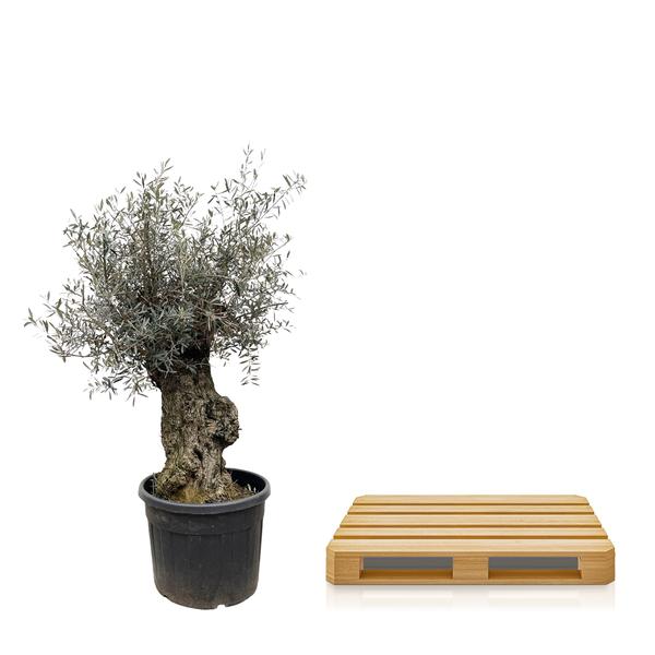 Olea Europaea Bonsai - 250cm- Ø65  BotanicBridge