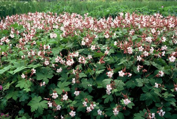 Geranium macr. 'Spessart' - ↕10-25cm - Ø9cm - 20x  BotanicBridge