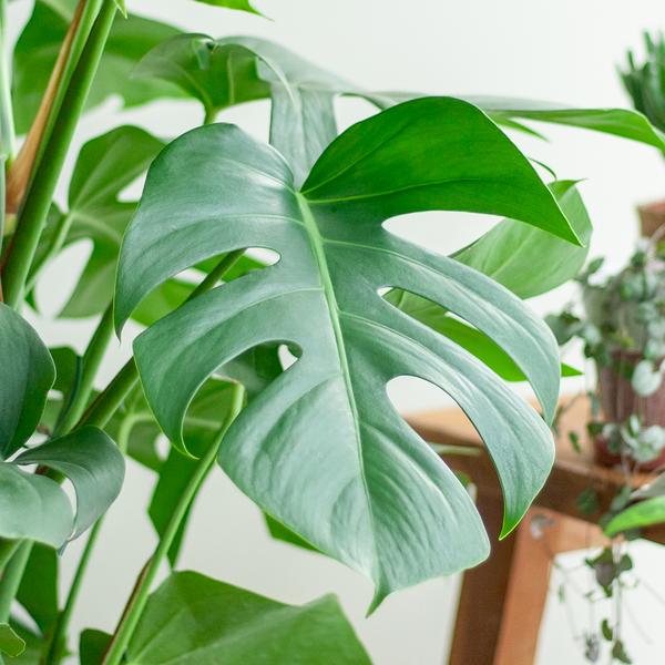 Monstera Deliciosa XL met Torun mand - 120cm - Ø24  BotanicBridge