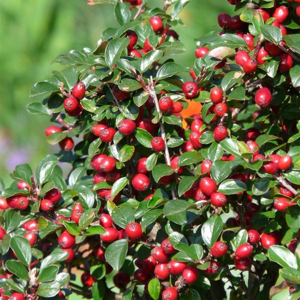 Cotoneaster dammeri - ↕10-25cm - Ø9cm - 6x  BotanicBridge