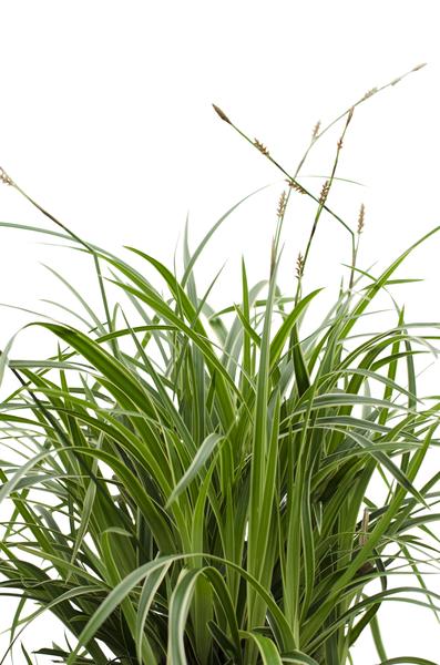 3x - Carex morrowii 'Ice Dance' - ↨30cm - Ø14  BotanicBridge