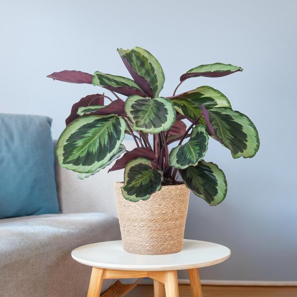 Calathea Medaillon met Sofia mand naturel - 65cm - Ø19  BotanicBridge