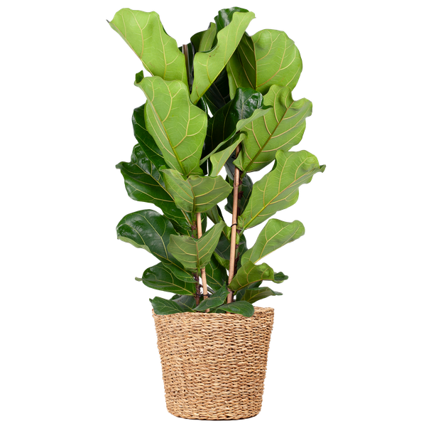 Ficus Lyrata XL met Torun mand - 140cm - Ø27  BotanicBridge