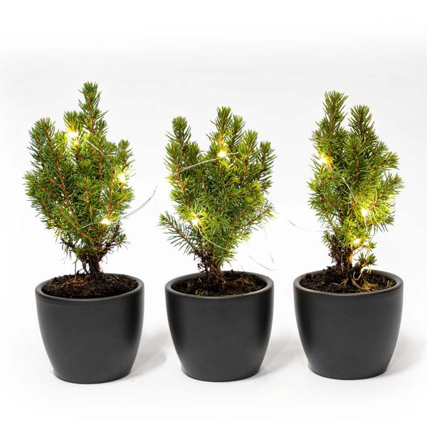 Mini-kerstboom set 3 - inclusief Boule Antraciet pot + 20 led lights  BotanicBridge