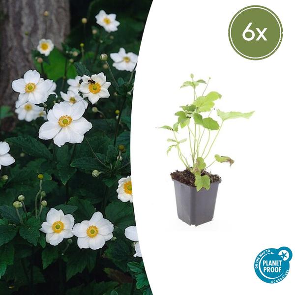 Anemone hyb. 'Honorine Jobert' - ↕10-25cm - Ø9cm - 6x  BotanicBridge