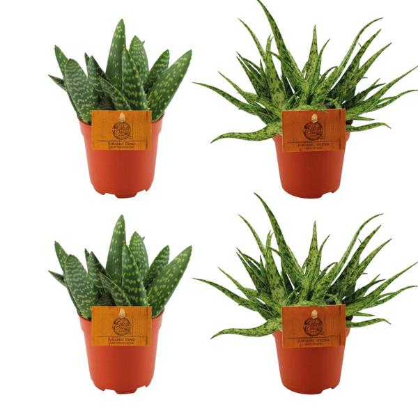 2x Aloe Paradisicum + 2x  Aloe Spider - 4 stuks - Ø10.5cm - ↕10cm  BotanicBridge