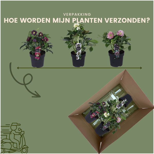 Helleborus Specials - 3 x Ø 14 cm - ↨ 25 cm  BotanicBridge