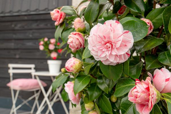 Camellia japonica Bonomiana - Ø29cm - ↕90cm - Ø19 - ↨65cm  BotanicBridge