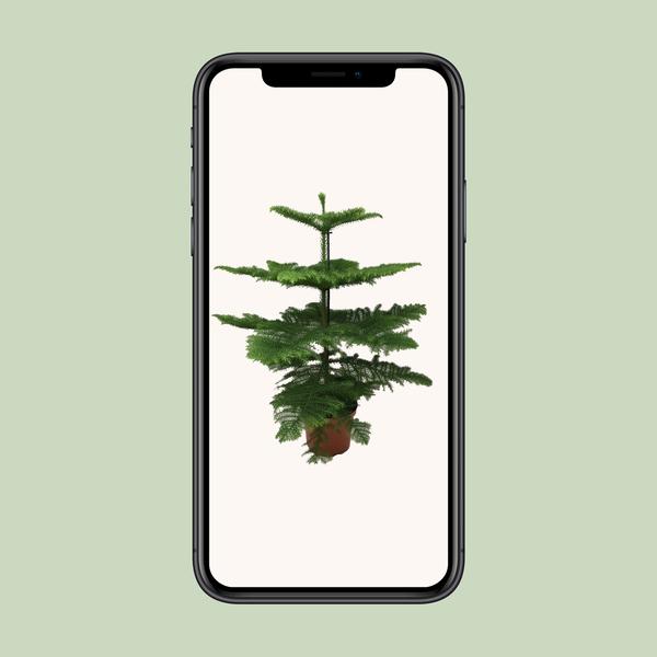 Araucaria - Ø21cm - ↕100cm  BotanicBridge