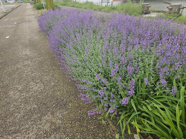 Nepeta 'Walker's Low' - ↕10-25cm - Ø9cm - 20x  BotanicBridge