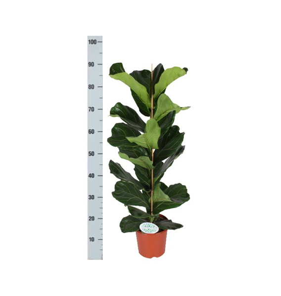 Ficus Lyrata - Ø21cm - ↕90cm  BotanicBridge