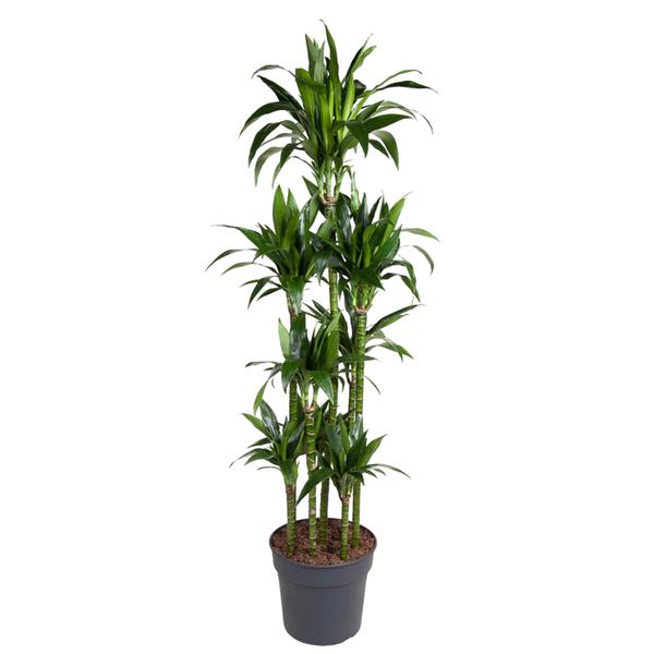 Dracaena Janet Craig Carrousel - 180 cm - ø34  BotanicBridge