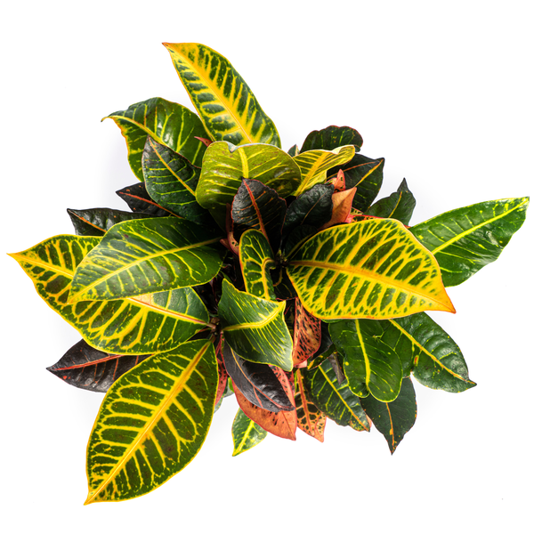 Codiaeum 'Croton' Petra Ø17cm - ↕50cm  BotanicBridge