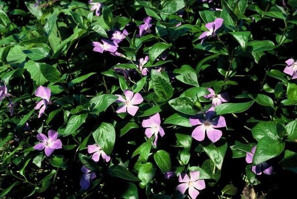 Vinca major - ↕10-25cm - Ø9cm - 12x  BotanicBridge