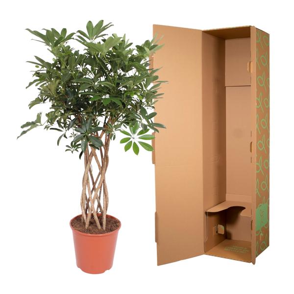 Schefflera Arboricola Compacta gevlochten stam - 140 cm - ø30  BotanicBridge