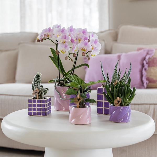 Kolibri Home | Mosa sierpot - Lilac - Ø6cm  BotanicBridge