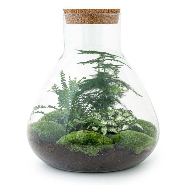 DIY terrarium - Sam XL - ↕ 35 cm - Rake + Shovel  BotanicBridge