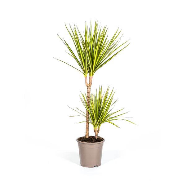 Dracaena Marginata Sunray Ø19cm - ↕80-100cm  BotanicBridge