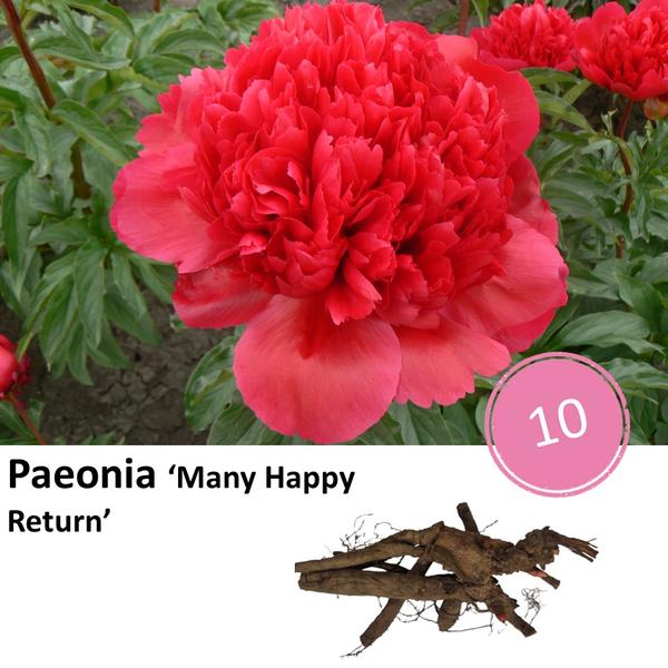 Paeonia 'Many Happy Return' - 10x  BotanicBridge