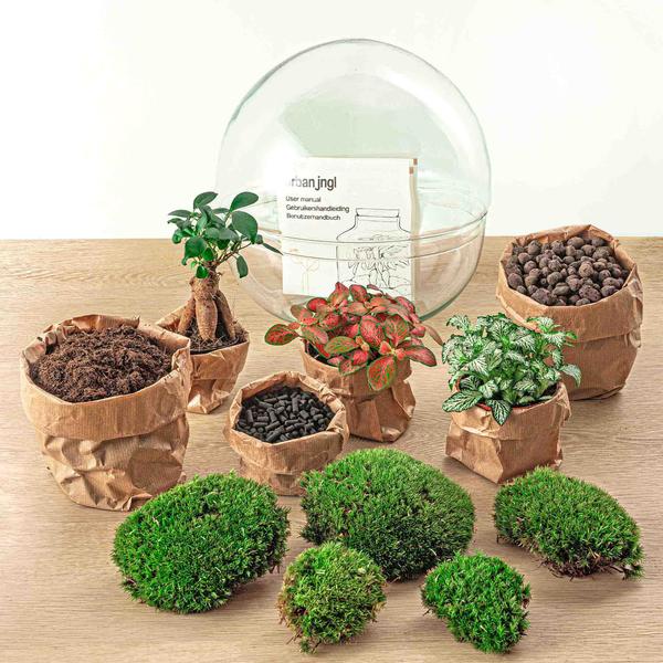 DIY terrarium - Dome XL - Ficus Ginseng Bonsai - ↕ 30 cm - Rake + Shovel + Tweezer  BotanicBridge