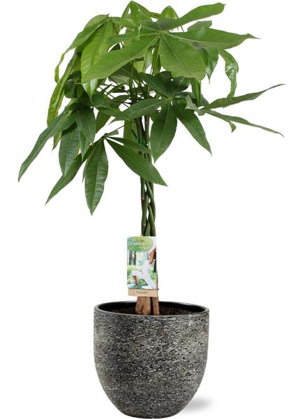 Pachira Aquatica - Ø21cm - ↕90cm + Tim Pot D24x22cm - Zwart Wit  BotanicBridge