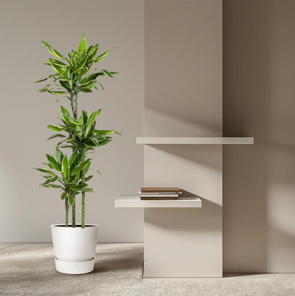 Dracaena Golden Coast - 160 cm - ø24  BotanicBridge