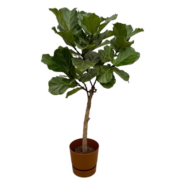 Ficus Lyrata stam inclusief elho Greenville Round bruin - 160 cm - Ø30  BotanicBridge