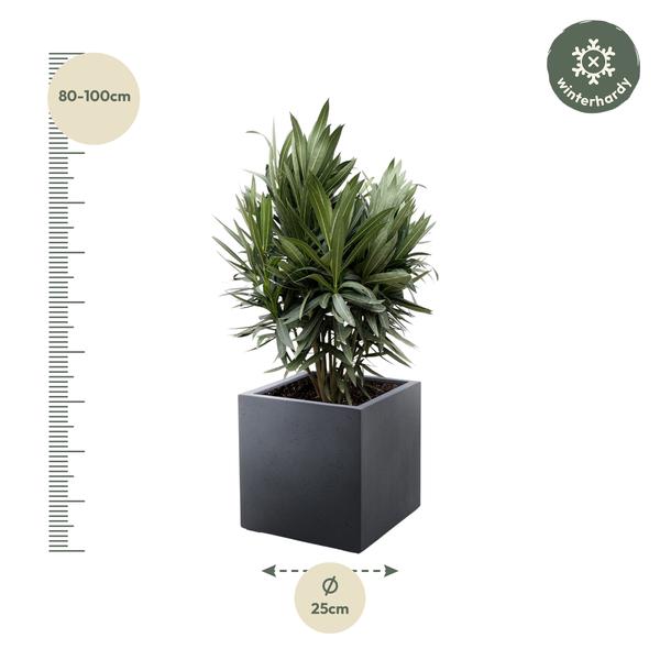 Nerium Oleander struik met rode bloem - 70cm- Ø19  BotanicBridge