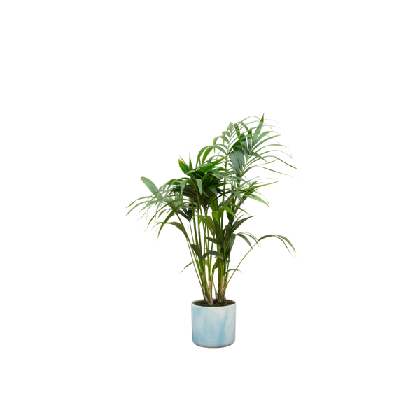 Combi deal - Kentia palm inclusief elho Ocean Round atlantisch blauw Ø22 - 130 cm  BotanicBridge