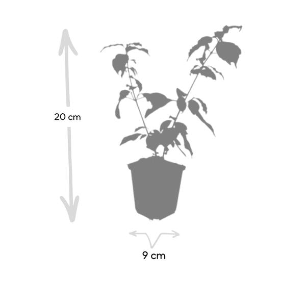 Cornus sang. 'Anny's Winter Orange' - ↕10-25cm - Ø9cm - 6x  BotanicBridge