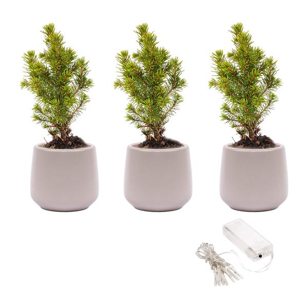 Mini kerstboom set 3 - Inclusief 3x pot Joey grijs + 20 led lights  BotanicBridge