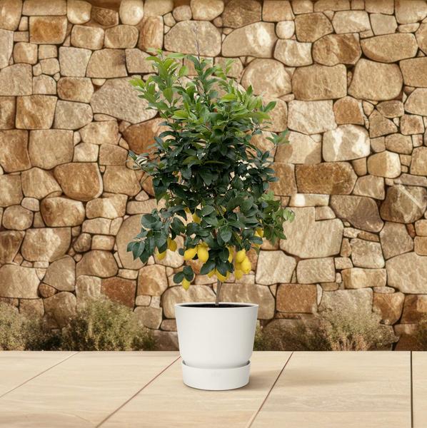 Citrus Lemon - 200cm - ø40  BotanicBridge