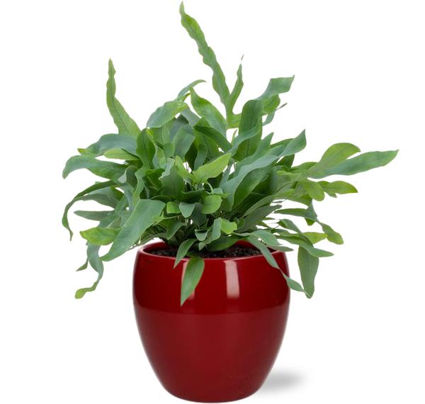 Phlebodium Blue Star - Ø12cm - ↕32cm +  Bowl Pot D13/14.5x13cm - Rood  BotanicBridge