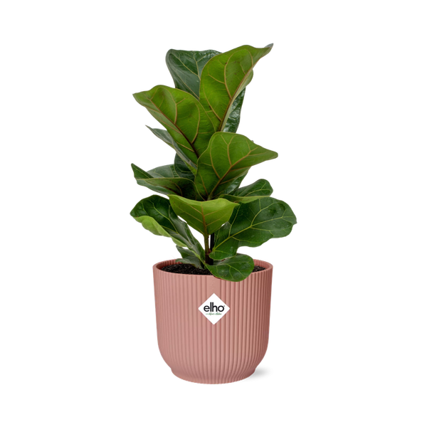 Ficus Lyrata ‘Bambino’ in ELHO Vibes Fold 14cm roze  BotanicBridge