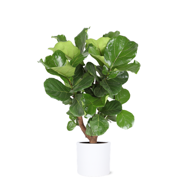 Ficus Lyrata (vertakt) Ø24cm ↕110cm in Era WIT pot  BotanicBridge