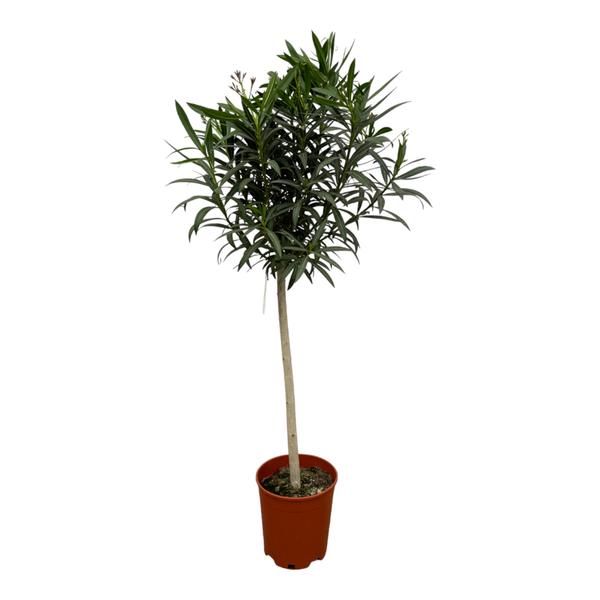 Nerium Oleander op stam met rode bloem - 190 cm - Ø31cm  BotanicBridge