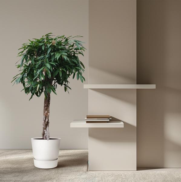 Ficus Amstel King gevlochten stam - 190 cm - ø45  BotanicBridge