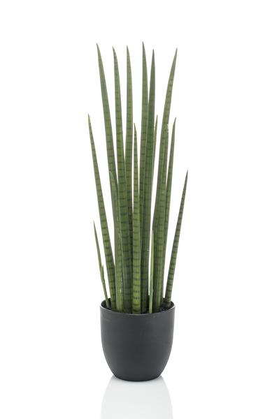 Kunstplant - Sanseveria Cylindrica - Vrouwentong - 70 cm  BotanicBridge